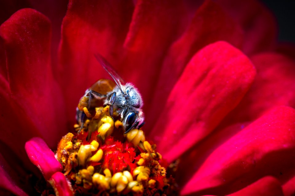 Nature, Rose, Flower