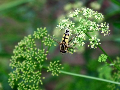 Russia, Kharabali, Flower