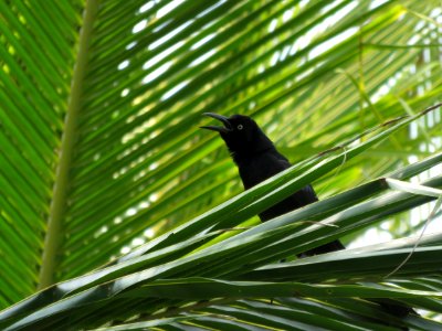 Black bird, Black, Green photo