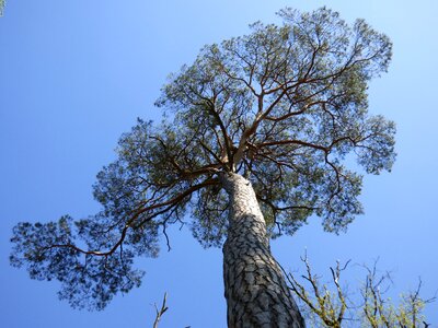 Conifer forest fontainebleau