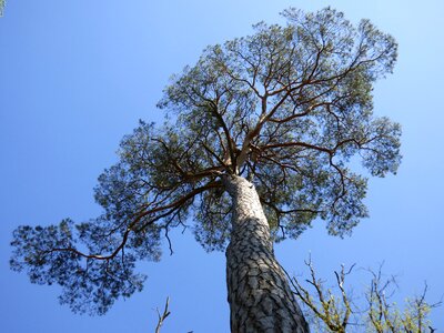 Conifer forest fontainebleau photo