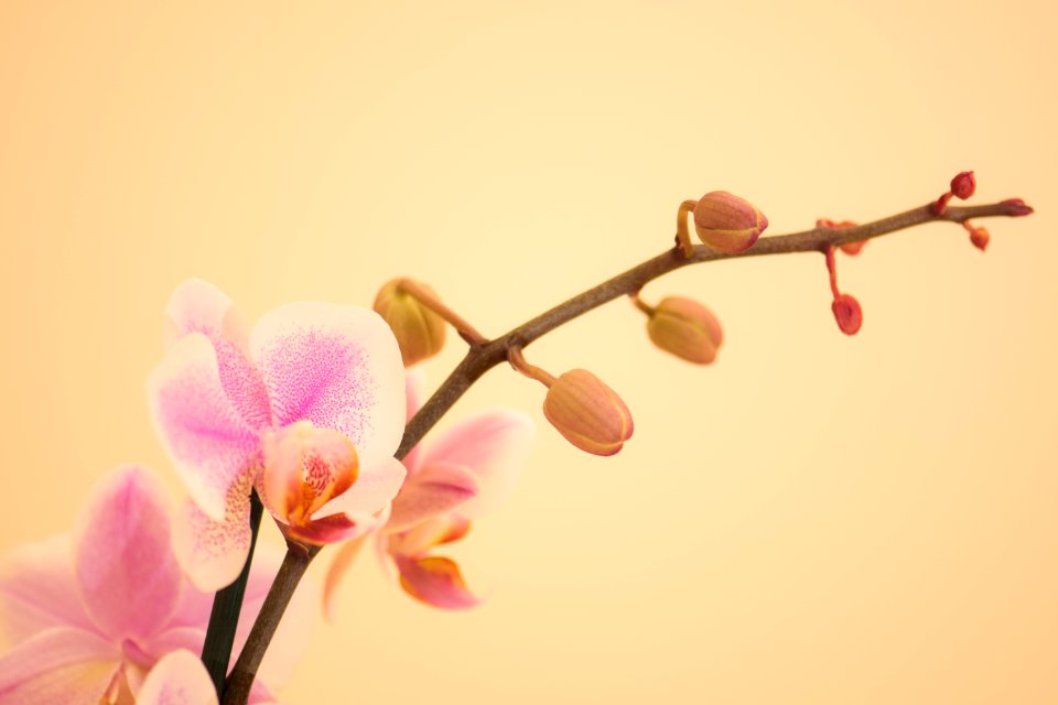 Butterfly orchid