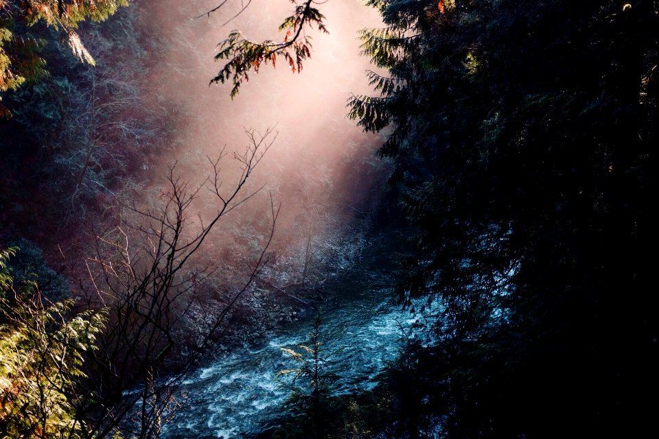 Capilano suspension bridge, West vancouver, Canada photo