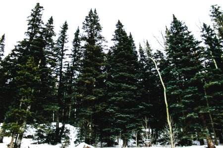 Flagstaff, United states, Winter photo