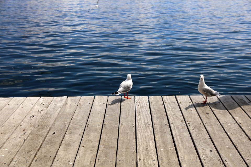 Darling harbour, Sydney, Australia