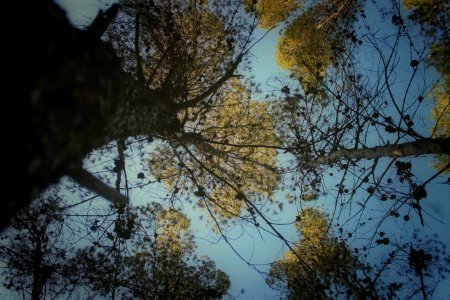 Forest, Trees