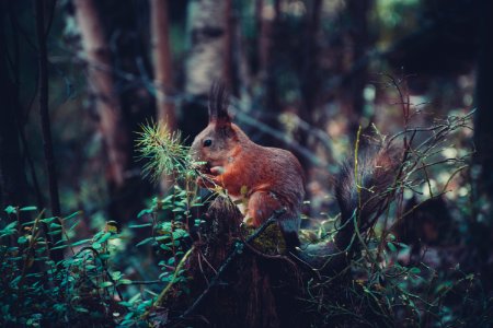 brown rabbit eating plants photo