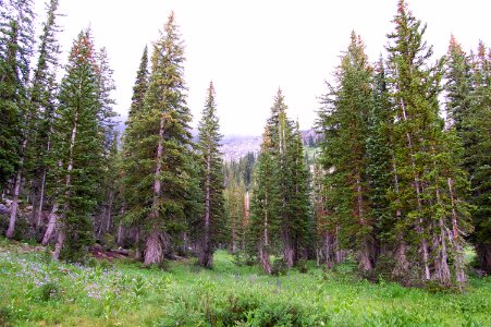 Green, Meadow, Mountains