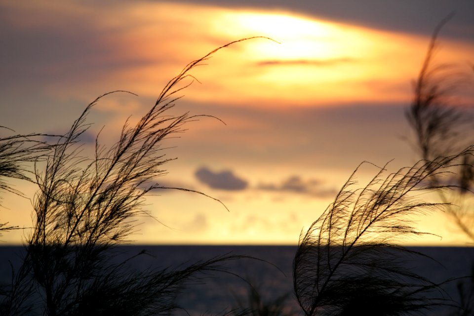 Trees, Sunset, Clouds