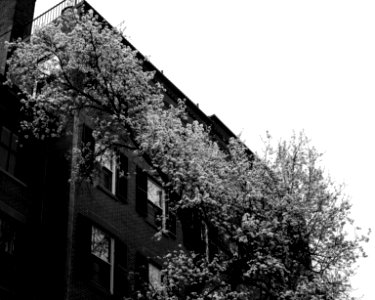 Boston, Brick, Flower