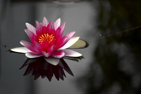 Water lily, Pond photo