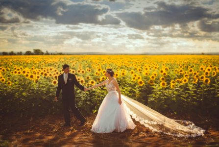 bride and groom walking in front of sunflower field photo