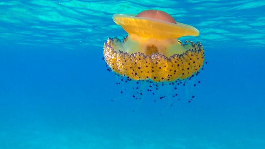 Jellyfish, Underwater photo