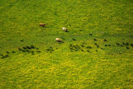 bird's eye photography of green grass field photo