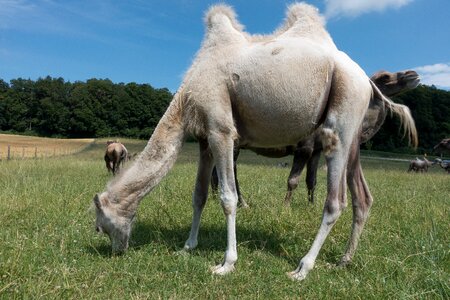 Mammal animal hump