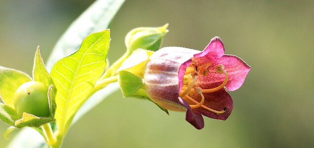 Plant blossom bloom