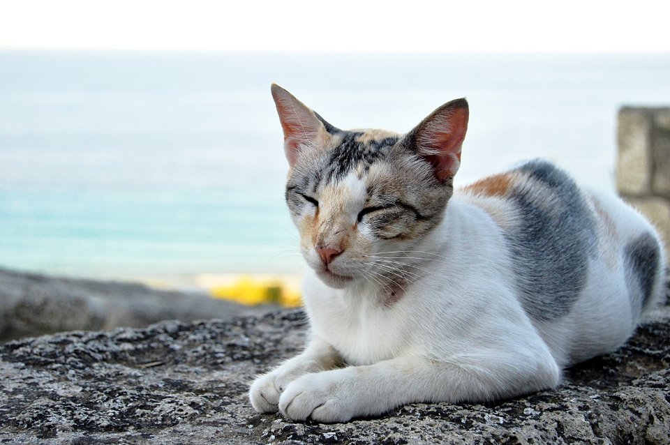 Greece, Halkidiki, Pet