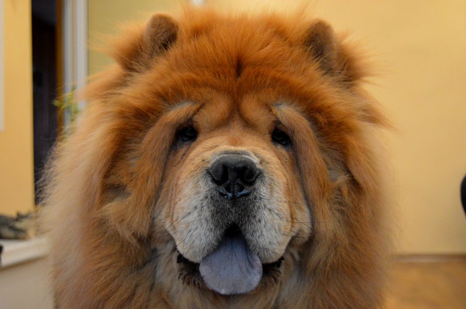 Plovdiv, Bulgaria, Chowchow