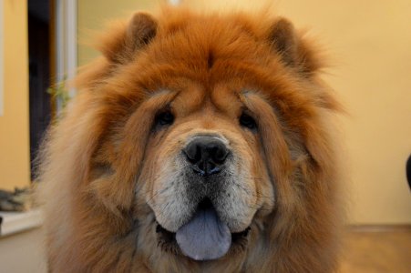 Plovdiv, Bulgaria, Chowchow