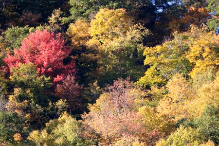 Forest, Trees, Fall