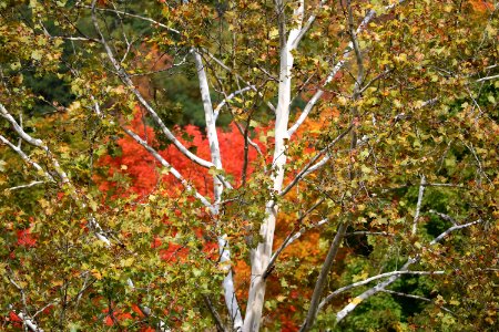 Forest, Trees, Birch