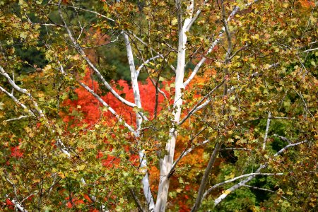 Forest, Trees, Birch photo