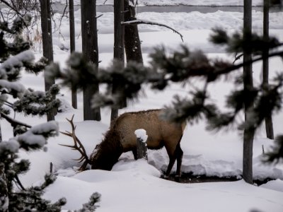 Yellowstone national park, United states, Winter photo