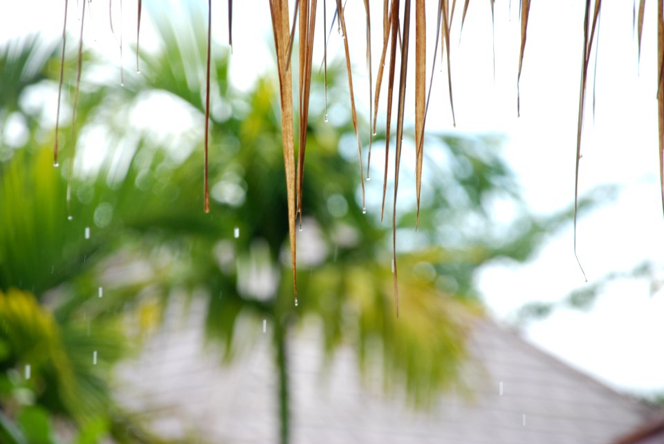 Ko yao yai, Thailand, Drops