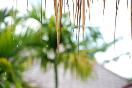 Ko yao yai, Thailand, Drops