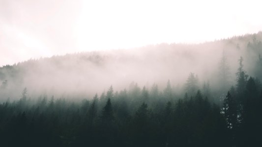 trees near mountain during foggy weather photo