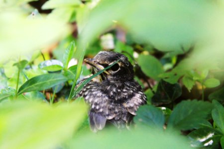 shallow focus of black bird