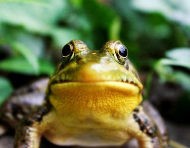 closeup photography of a frog photo