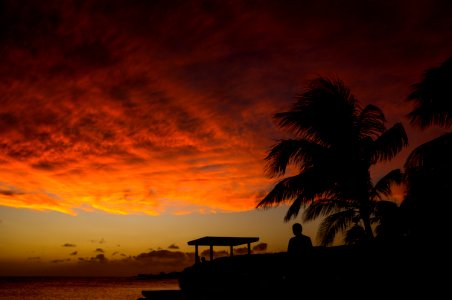 person standing near tree during sunset