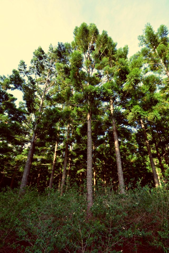 Toowoomba, Australia, Green
