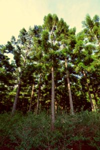 Toowoomba, Australia, Green