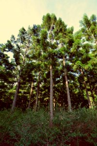 Toowoomba, Australia, Green photo