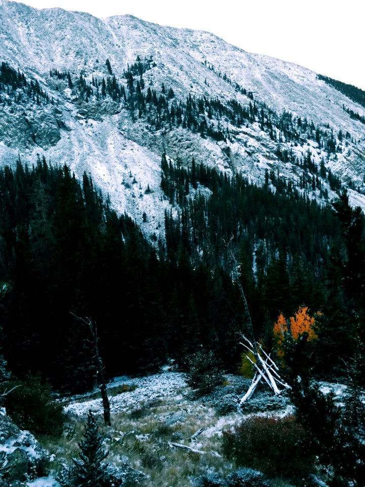 Blanca peak, United states, Trees