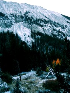 Blanca peak, United states, Trees