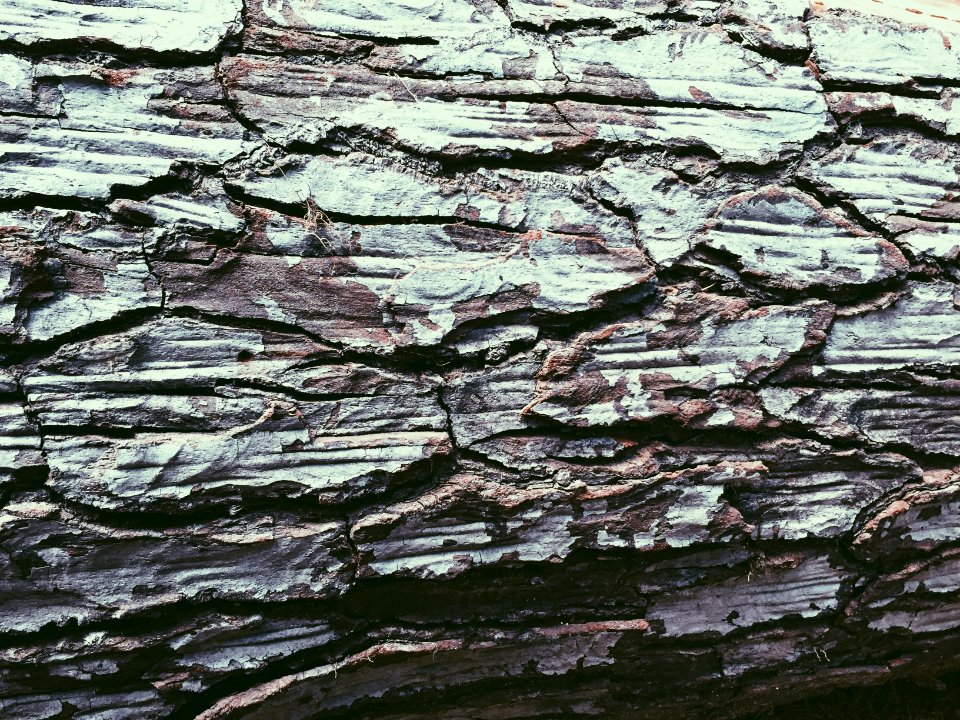 Mount hood, United states, Tree
