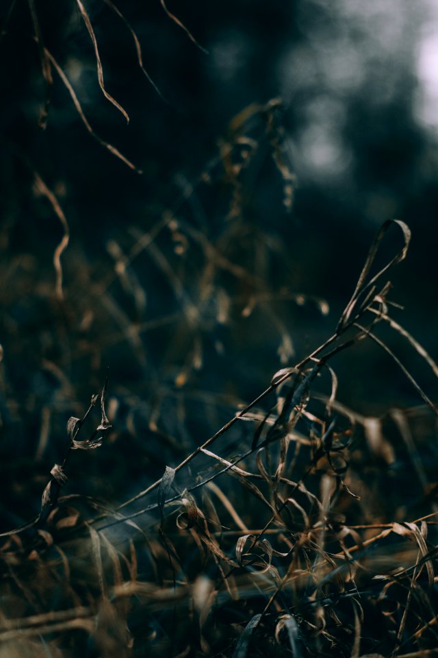 brown grass
