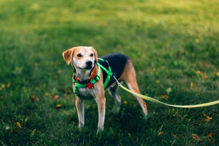 short-coated tan and black dog with green harness standing on green grass photo