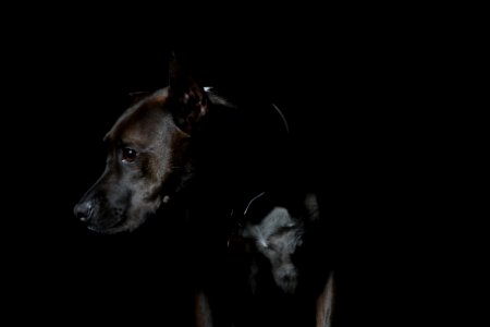 short-coated brown dog photo