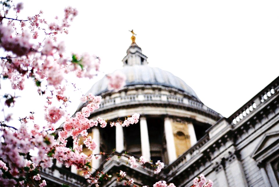 shallow focus photography of temple near pink flowers