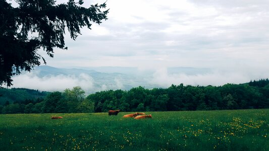 Farm field foggy