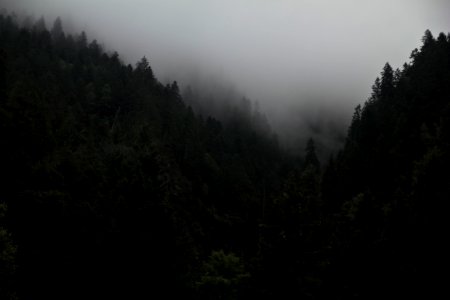 Dark, Forest photo