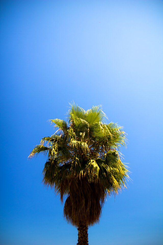Palm tree, Simple, Minimal