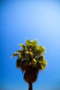 Palm tree, Simple, Minimal photo