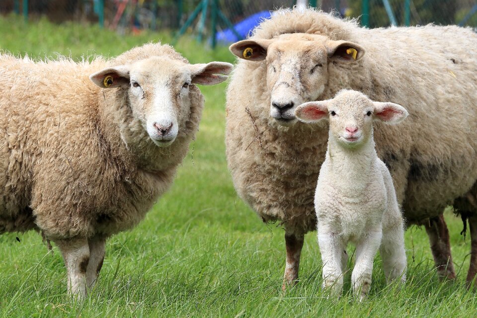 Animals pasture wool