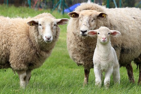 Animals pasture wool