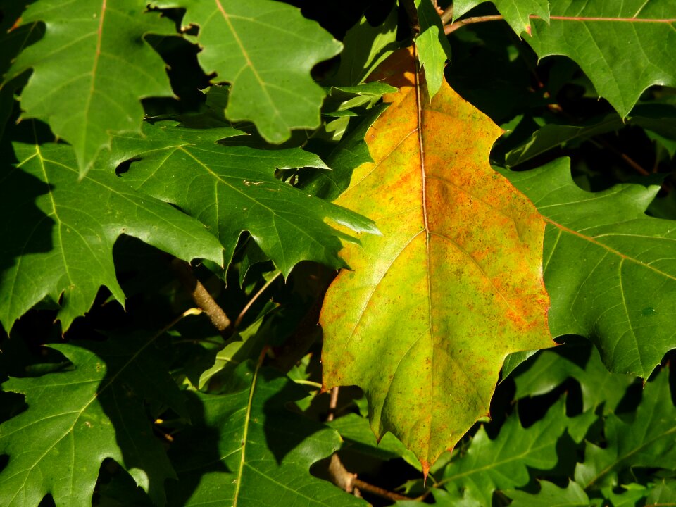 Yellow plant tree